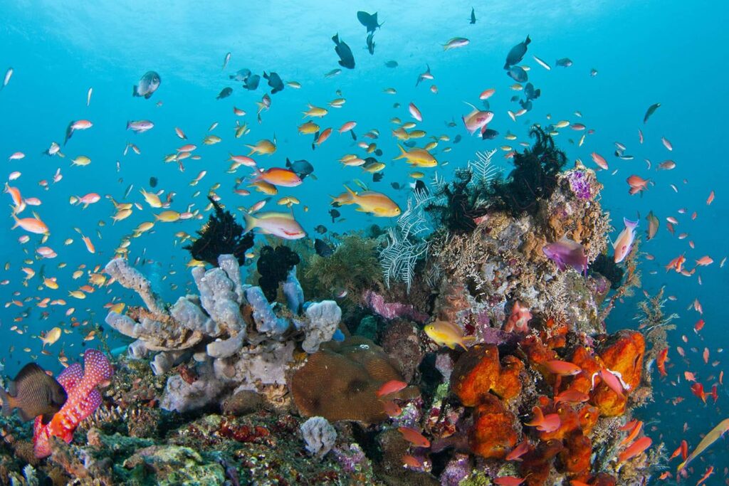 Snorkeling & Diving di Perairan Komodo: Spot Terbaik Melihat Manta Ray