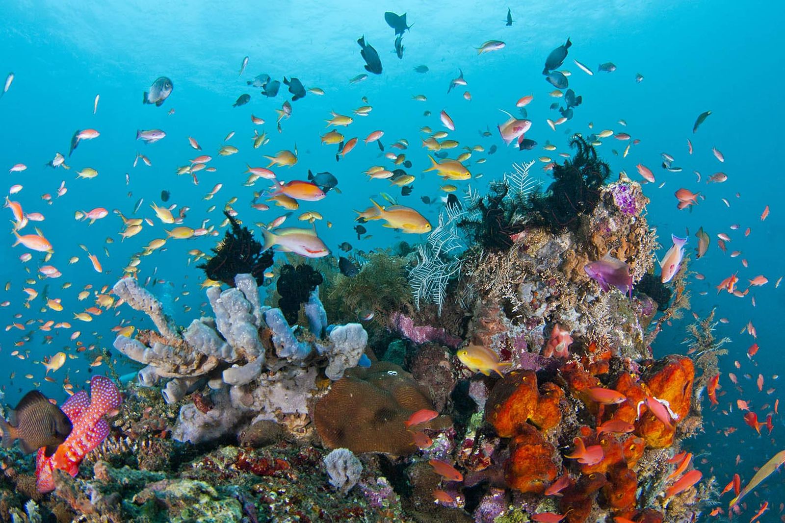 perairan pulau komodo