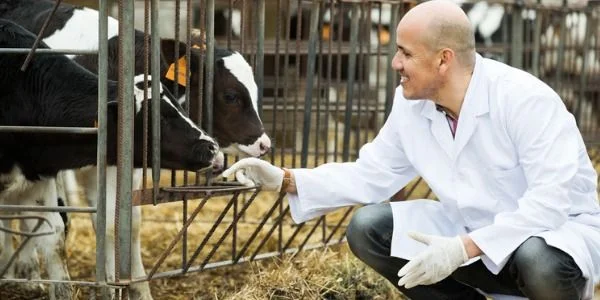 Mengenal S1 Jurusan Peternakan